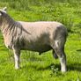 Pedigree Lleyn ram, farming, livestock, sheep Image 2
