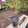 Climbing and Rambling Albertine Rose Image 7