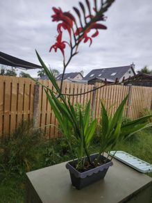 Crocosmia Lucifer red