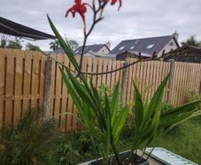 Plant