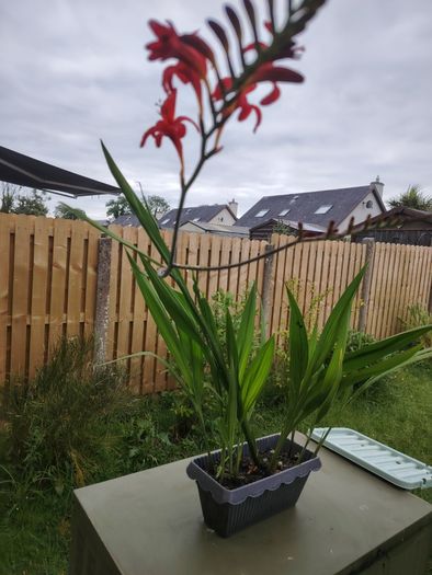 Crocosmia Lucifer red
