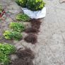Box Hedging Image 8