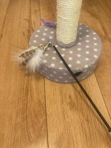 cat toys
