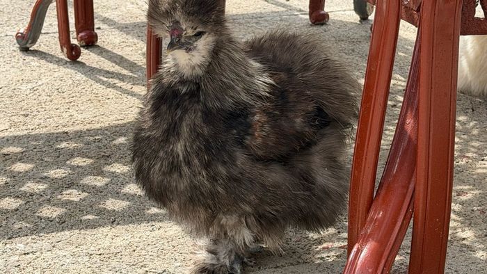 Silkie roaster
