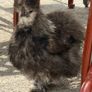 Silkie roaster Image 3