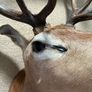 Deer head wall mounted Fallow Stag Image 6