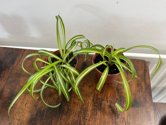 Small curly leaf spider plant house plant