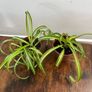 Small curly leaf spider plant house plant Image 2