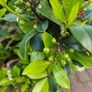 plants Image 3