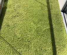 Green Rug