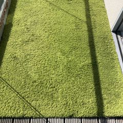 Green Rug