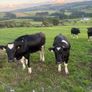 Maiden heifers Image 5