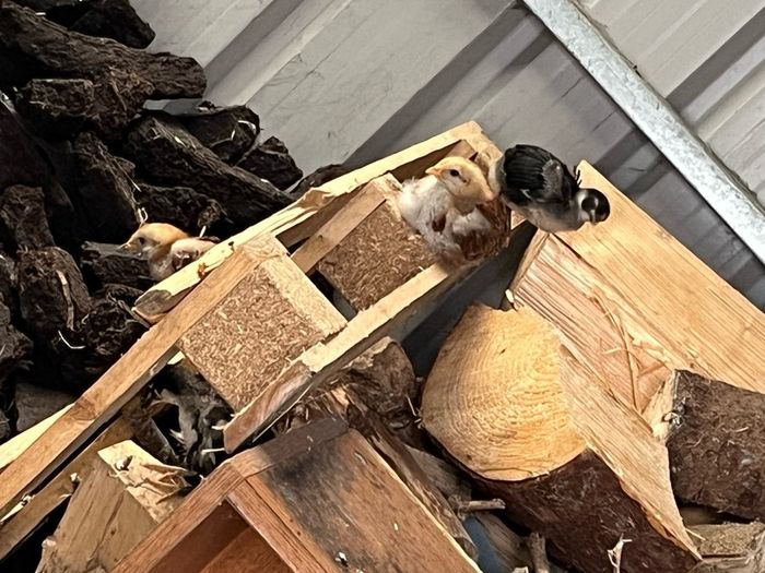 baby chicks