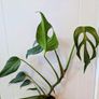 Monstera Burle Marxx flame Plant Image 2