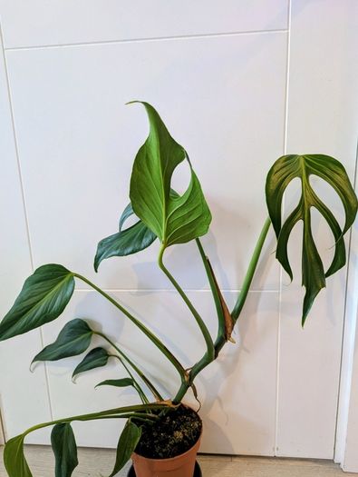 Monstera Burle Marxx flame Plant