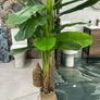 Artificial Plants Image 2
