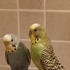 Free To Good Home 2 Budgies