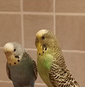 Free To Good Home 2 Budgies