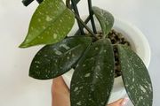 Houseplant Hoya Carnosa Super Splash