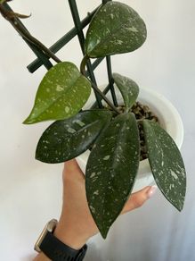 Houseplant Hoya Carnosa Super Splash