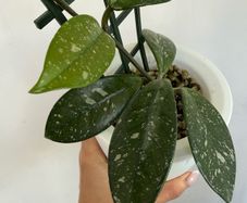 Houseplant Hoya Carnosa Super Splash