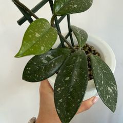 Houseplant Hoya Carnosa Super Splash