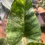 Philodendron Giganteum Blizzard Variegated Image 6