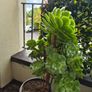 Aeonium succulent Image 2