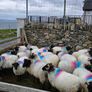 Mayo blackface hoggets Image 3