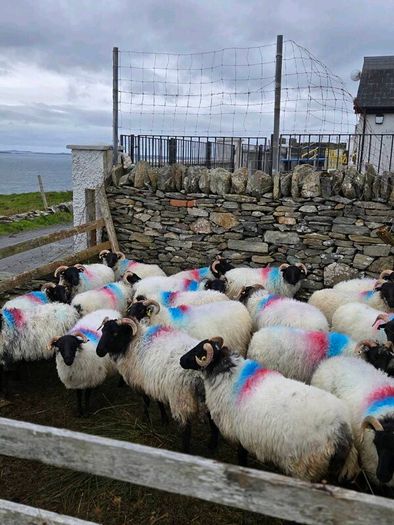 Mayo blackface hoggets