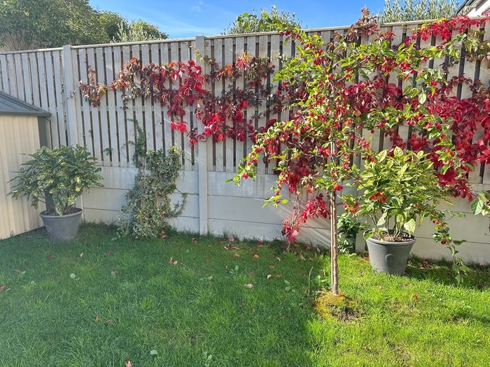 Aucuba japonica Plant with a pot
