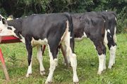9 top quality Hereford heifers runners