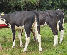 9 top quality Hereford heifers runners