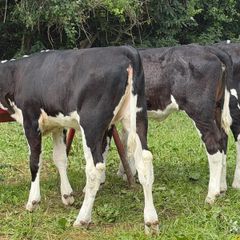 9 top quality Hereford heifers runners