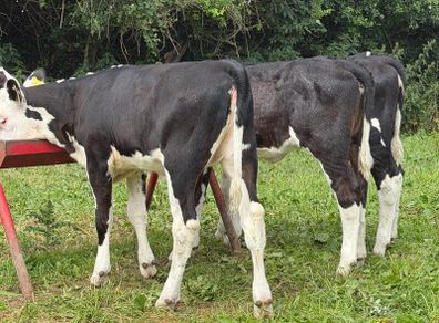 9 top quality Hereford heifers runners