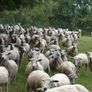 Tefrom Rams for Sale, New Zealand Maternal Sheep Image 2