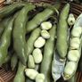 Broad Bean Seeds Image 2