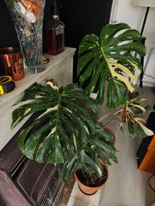 Monstera Thai Constellation