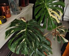 Monstera Thai Constellation