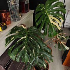 Monstera Thai Constellation