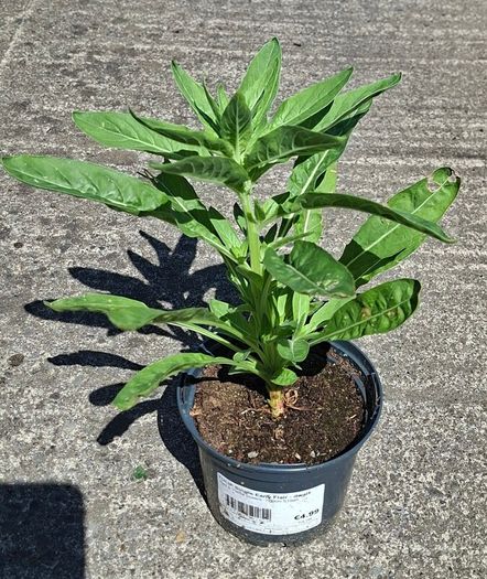 Evening primrose