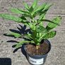 Evening primrose Image 3