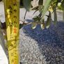 olive tree Image 6