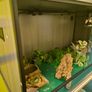 Reptile Tank Image 3