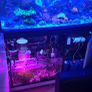 red sea reefer 350 Image 2