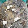 Premium Spalted Beech Wood Slabs 5 Years Air Dried Image 6