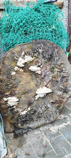 Premium Spalted Beech Wood Slabs 5 Years Air Dried
