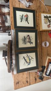 Vintage bird prints by the British wildlife artist David Andrews