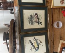 Vintage bird prints by the British wildlife artist David Andrews