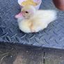 a single duckling Image 2